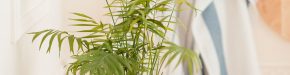 indoor plants for clean air kentia palm